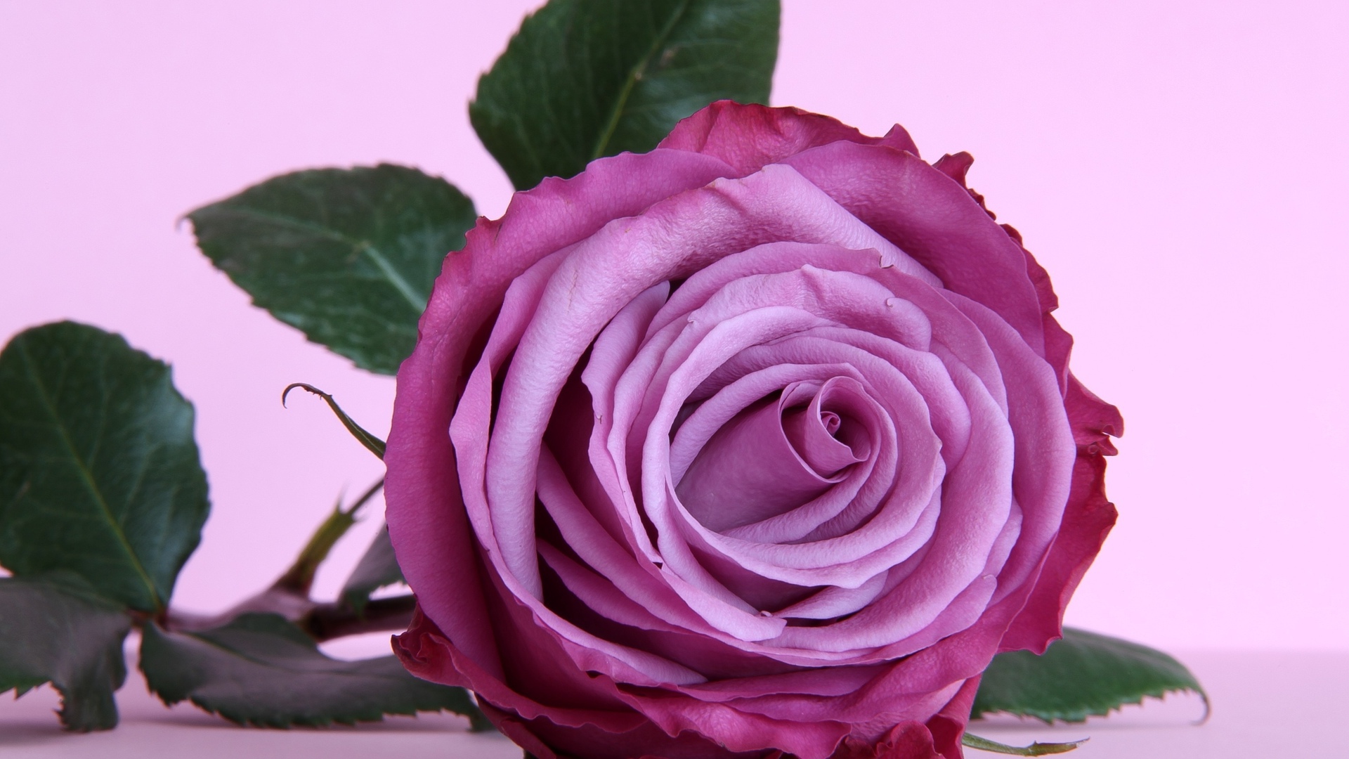 Beautiful purple rose on the table wallpapers and images   wallpapers