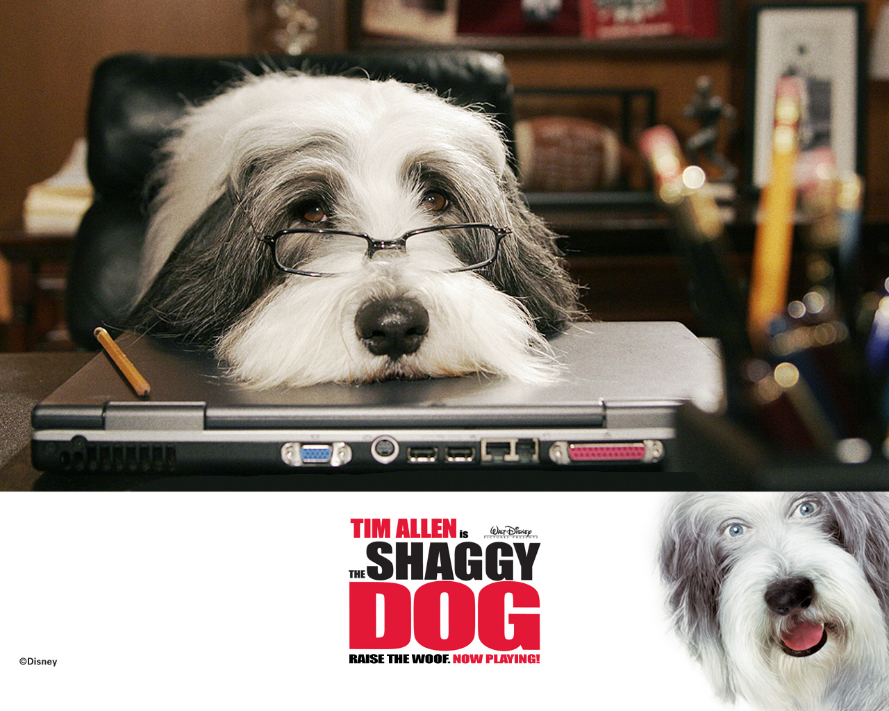 🔥 [33+] The Shaggy Dog Wallpapers | WallpaperSafari