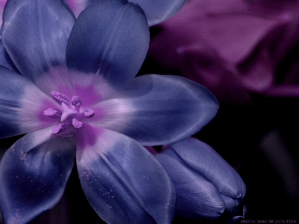 Wallpaper Violet Flower By Elisafox