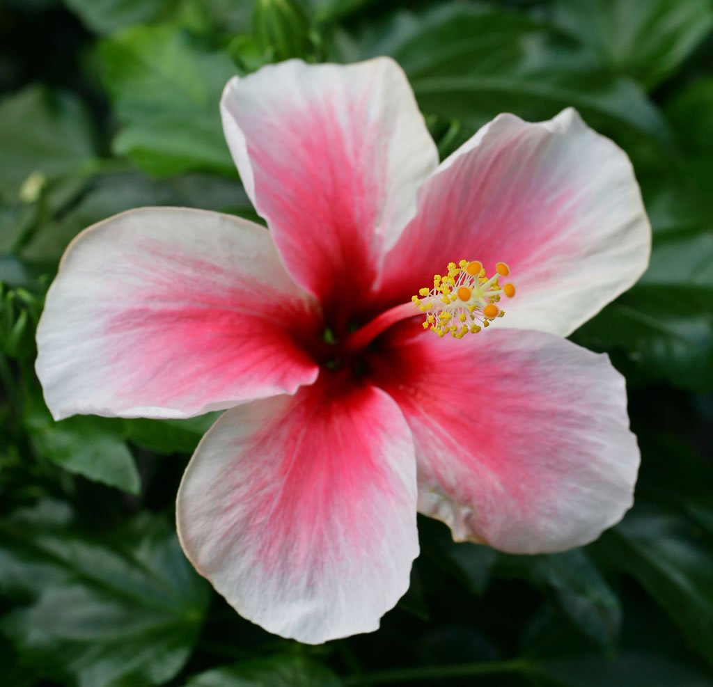 18-new-top-pictures-of-beautiful-hawaiian-flowers