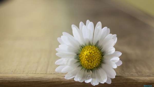 Daisy Flower HD Wallpaper Desktop Windows
