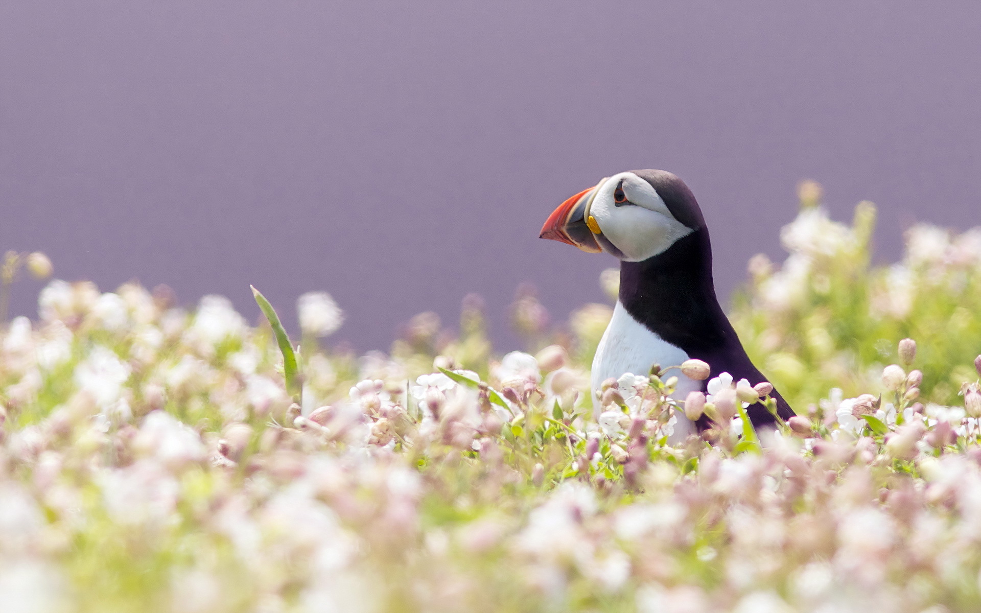 Puffin Wallpaper Image Amp Pictures Becuo