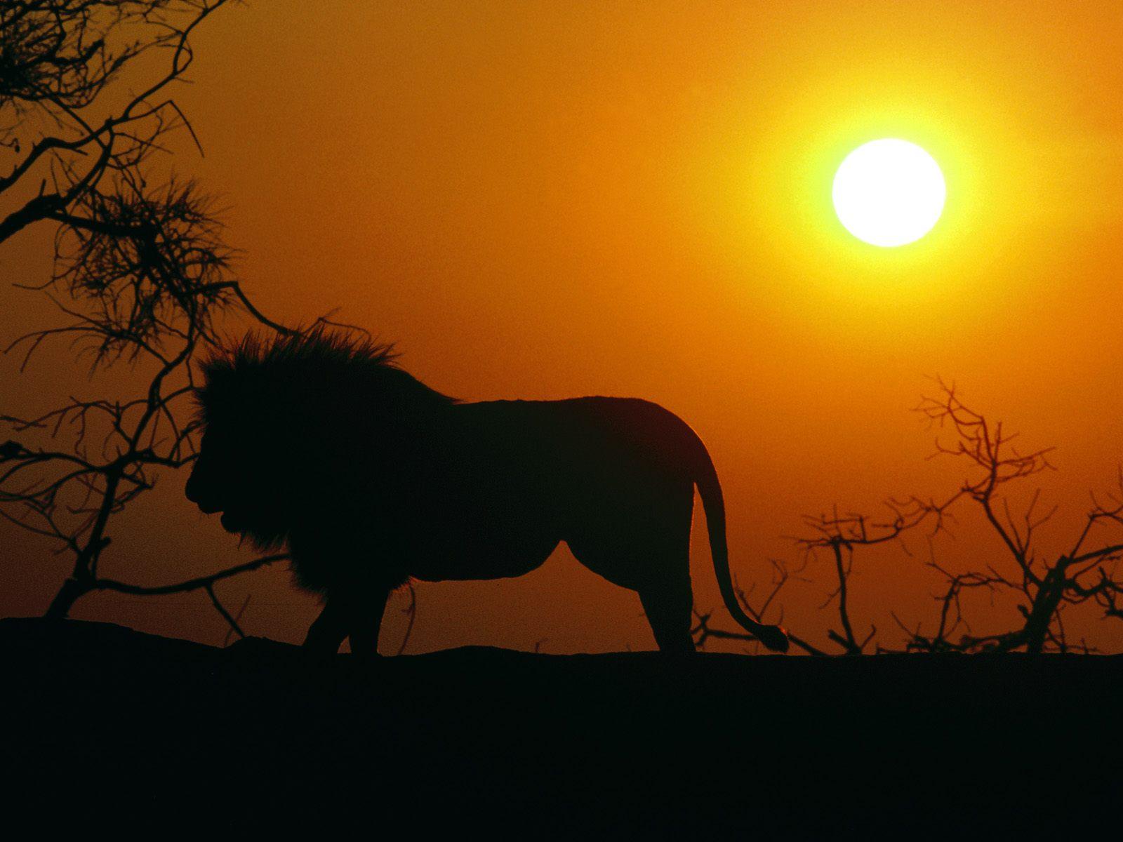 Best Wallpaper Collection Lion HD
