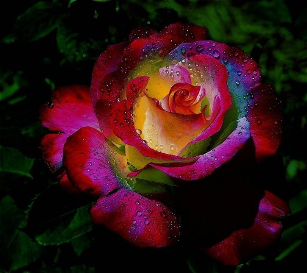 Rainbow roses Rainbow Roses Photo