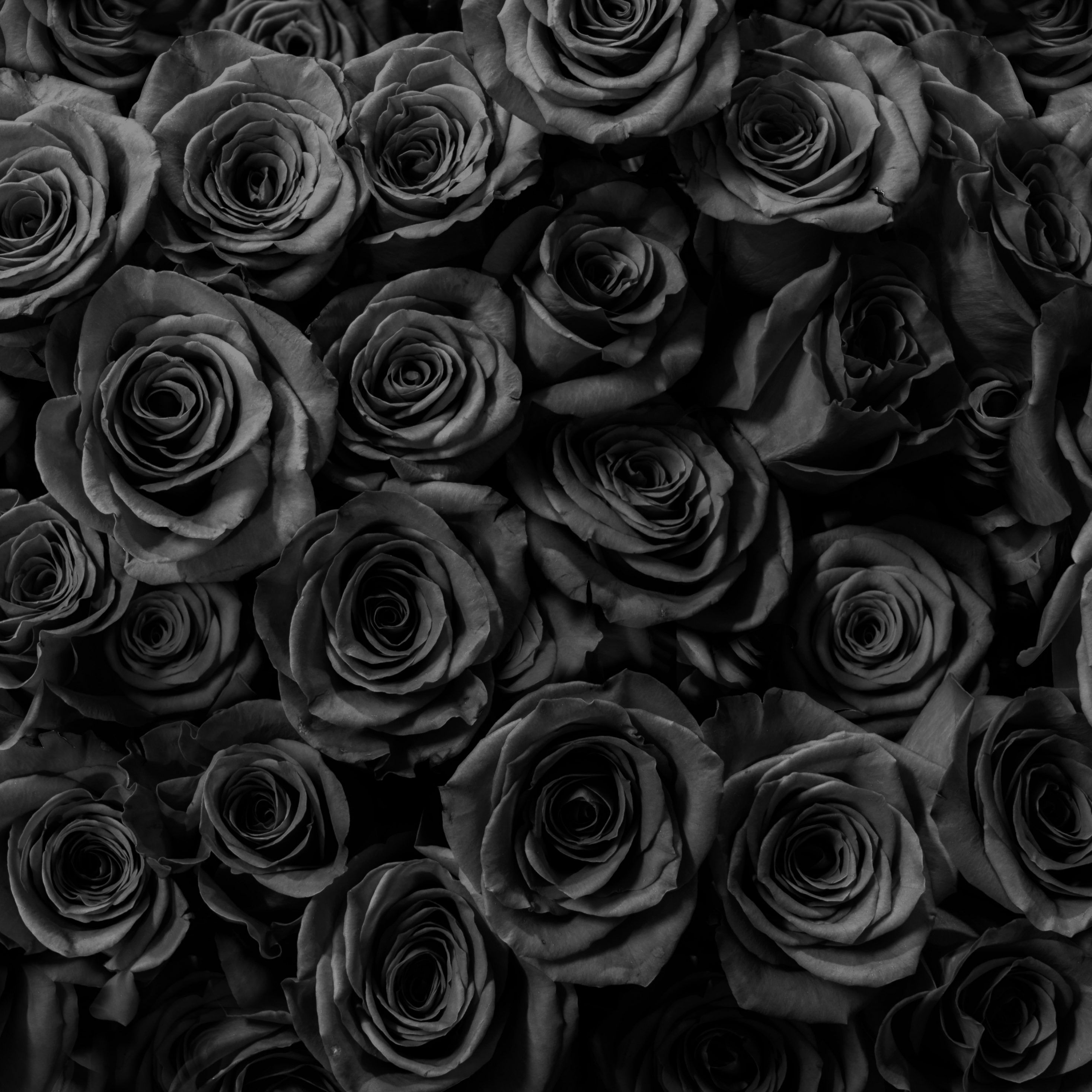 Black Roses Gift Anniversary iPad By Fappability Wallpaper