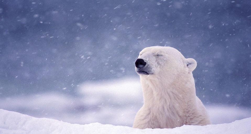 Bing Wallpaper Polar Bear Car Pictures