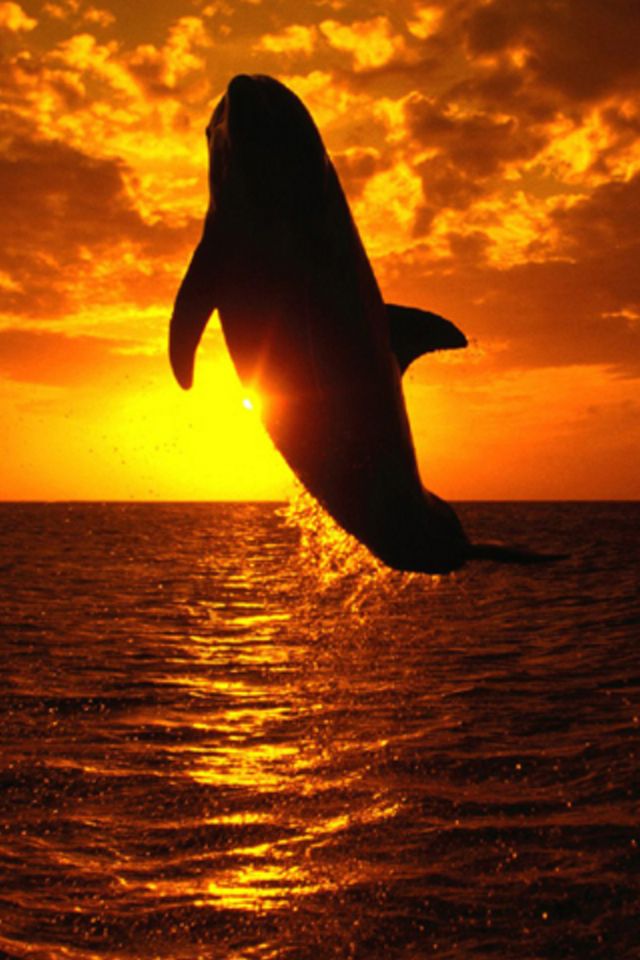 Dolphin iPhone Wallpaper HD