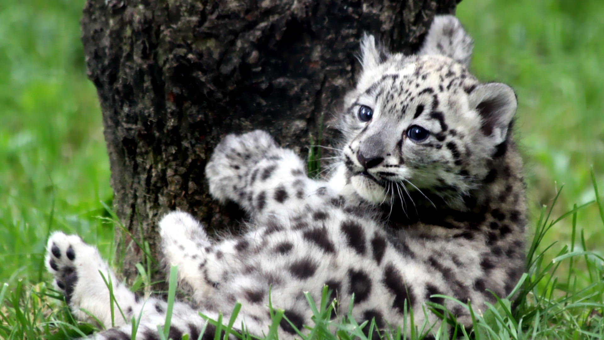 Snow Leopard Cub Wallpaper 1080p