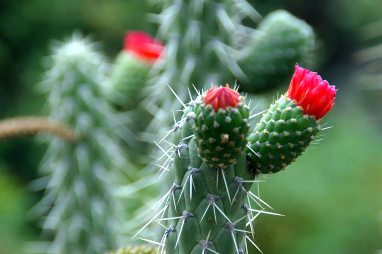 Sfrutteranno Piante E I Cactus In Condizioni Di Poco Acqua