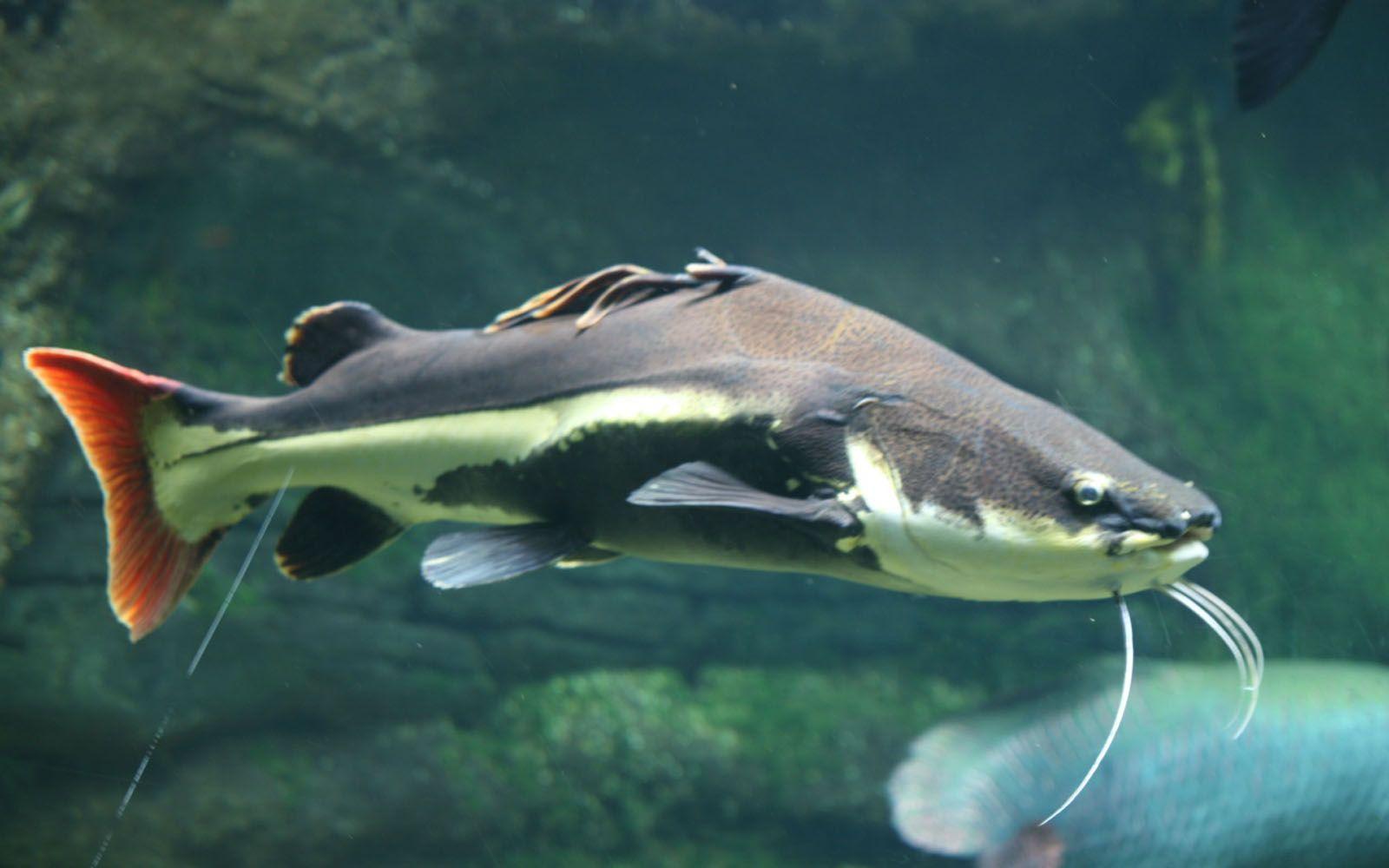 Catfish Wallpaper Top Background