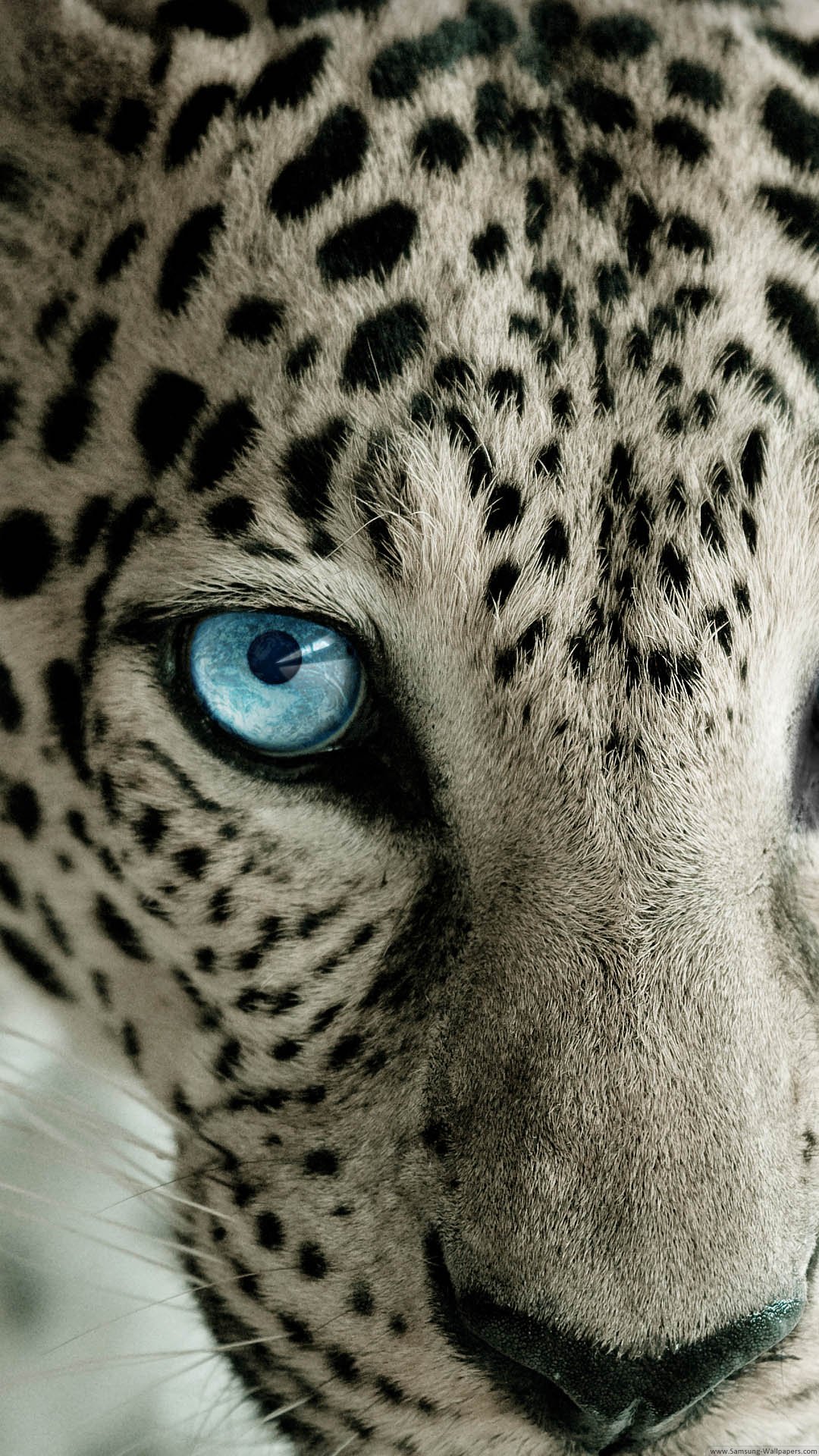 Cute Animals iPhone Wallpaper You Would Love To