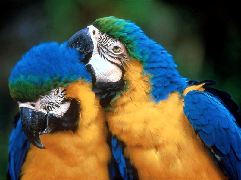 Blue Gold Macaws Wallpaper Backgrounds