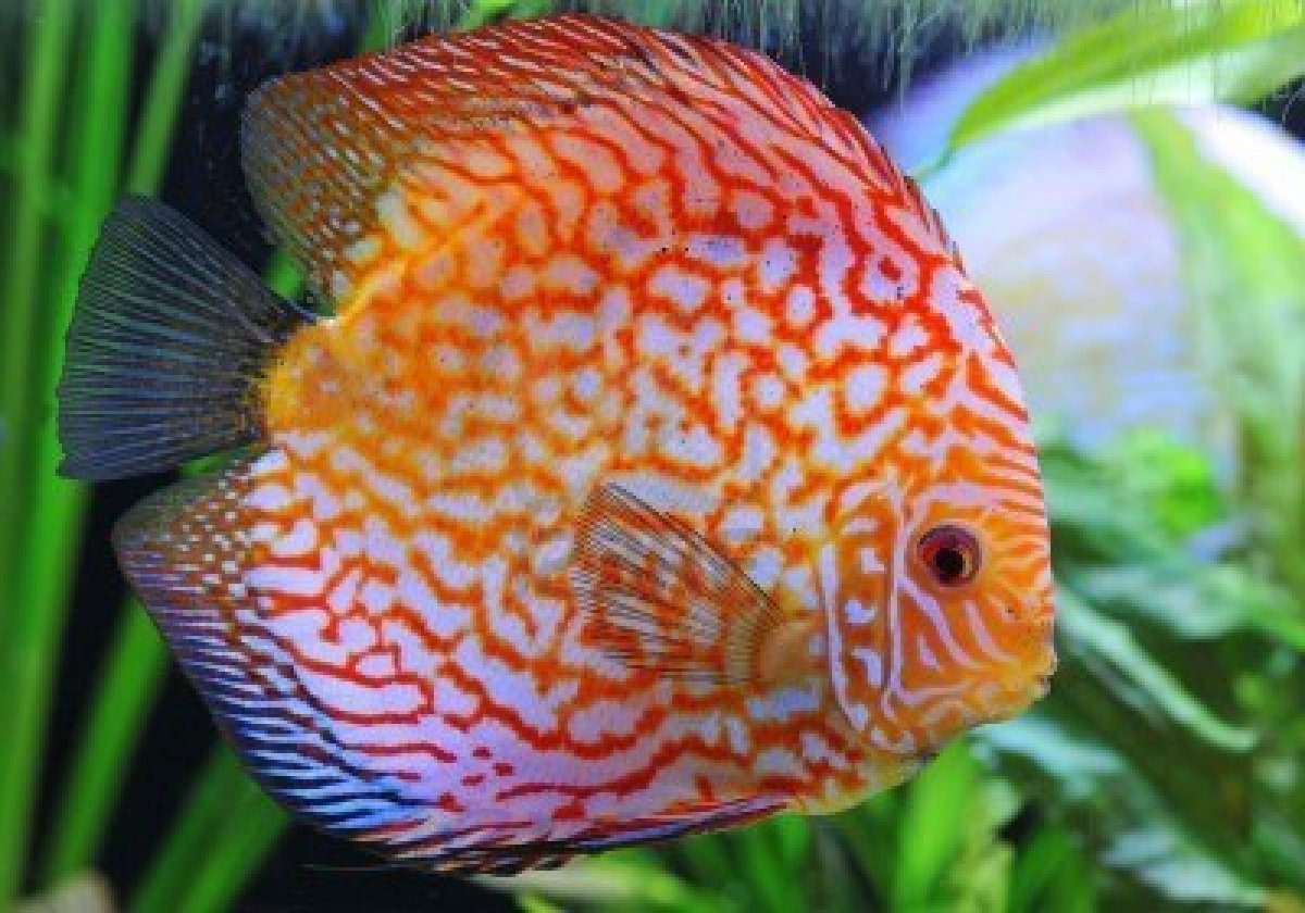 Discus Fish Photo And Wallpaper Cute Pictures