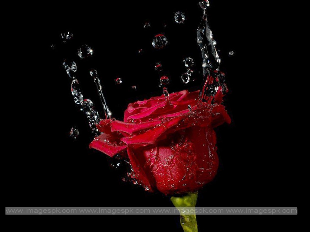 Red Roses With Water Drops   Imagespkcom