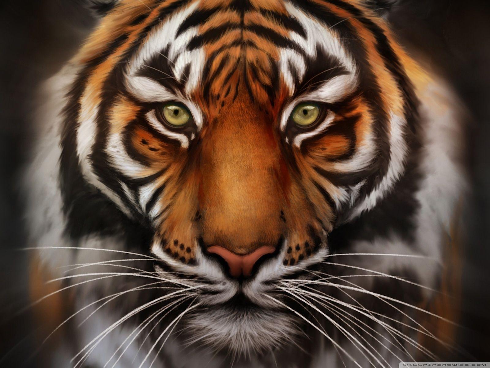 Tiger Close Up Face Hd Wallpaper