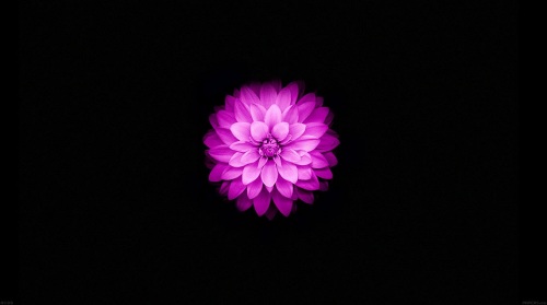 Apple iPhone 6 Wallpaper with Purple Lotus Flower in 1340 x 750 Pixels