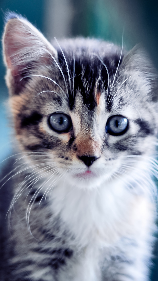 Cute Kitten iPhone 5s Wallpaper iPad