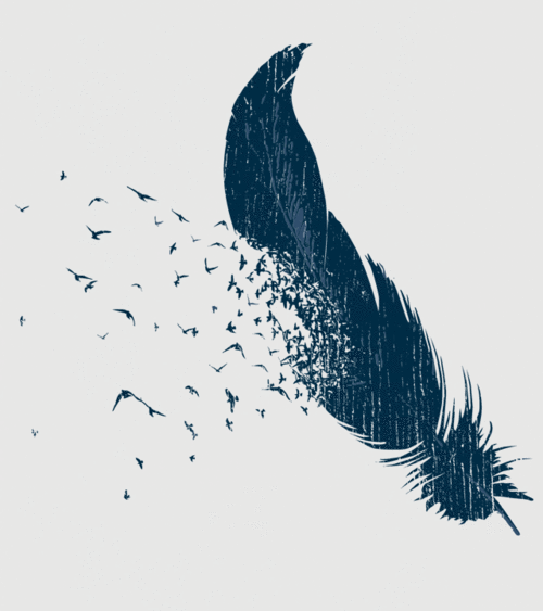 Bird Feather Wallpaper