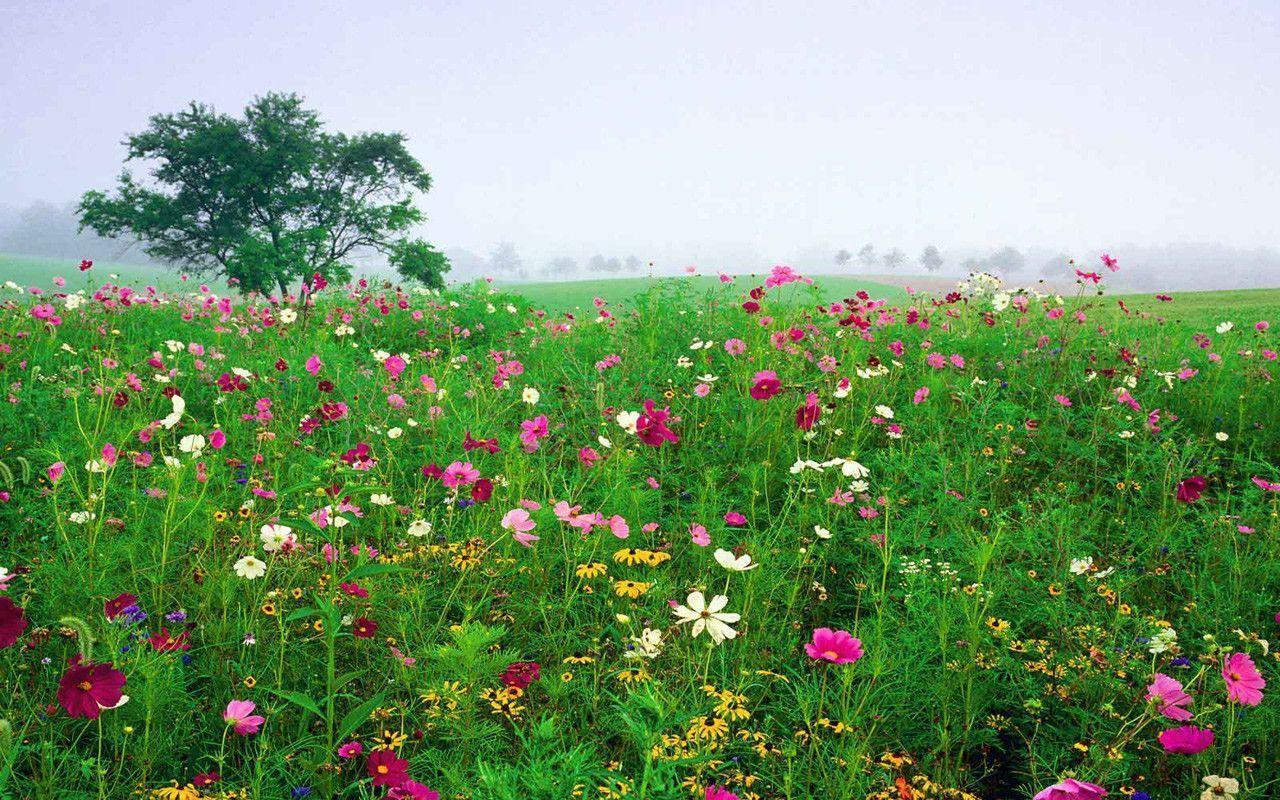 Field Of Flowers Wallpaper