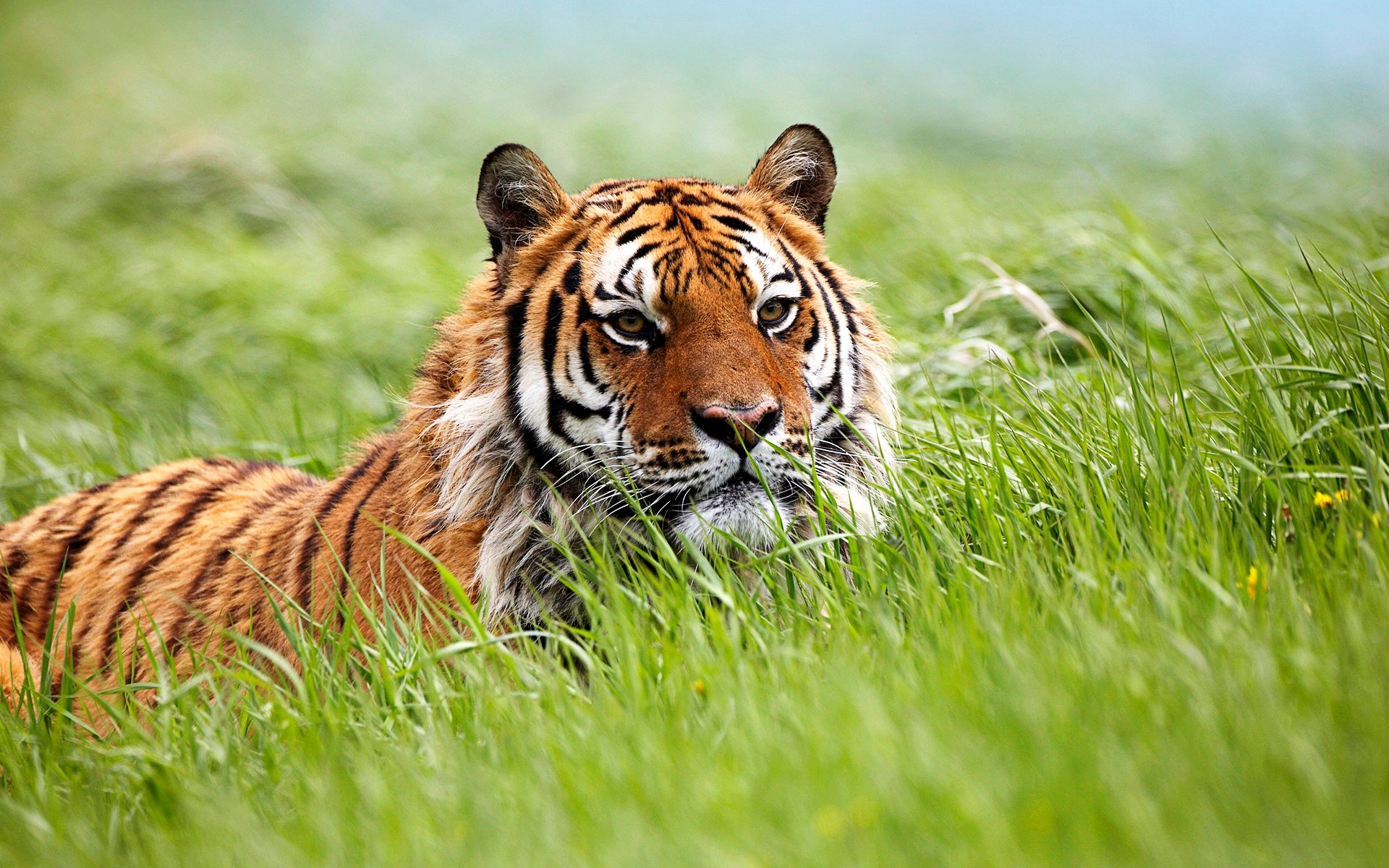 Amazing Siberian Tiger Wallpapers HD Wallpapers