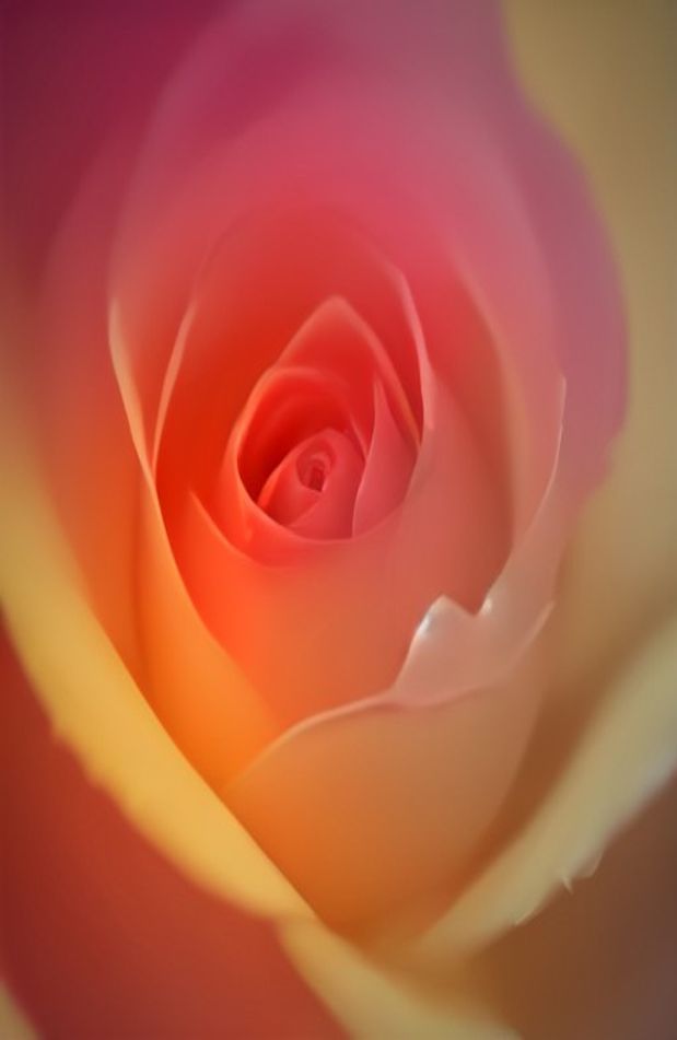Most Beautiful Rose Flowers Wallpaper