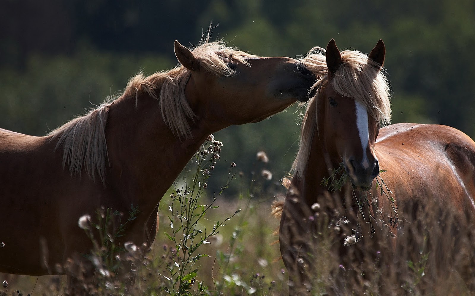 Animal Wallpaper With Two Brown Horses Cudling HD