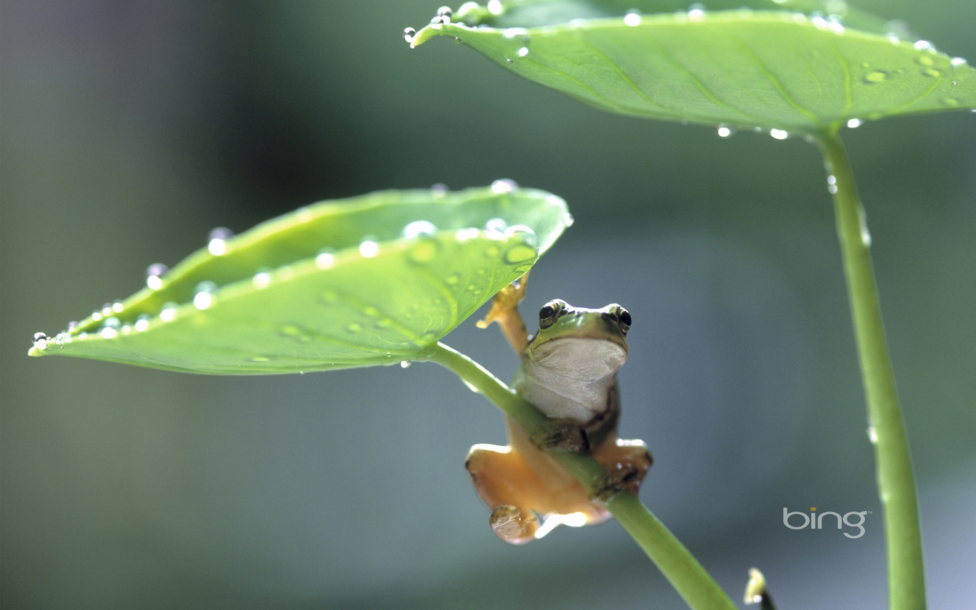 Rain Frog Wallpaper Windows Bing HD Desktop