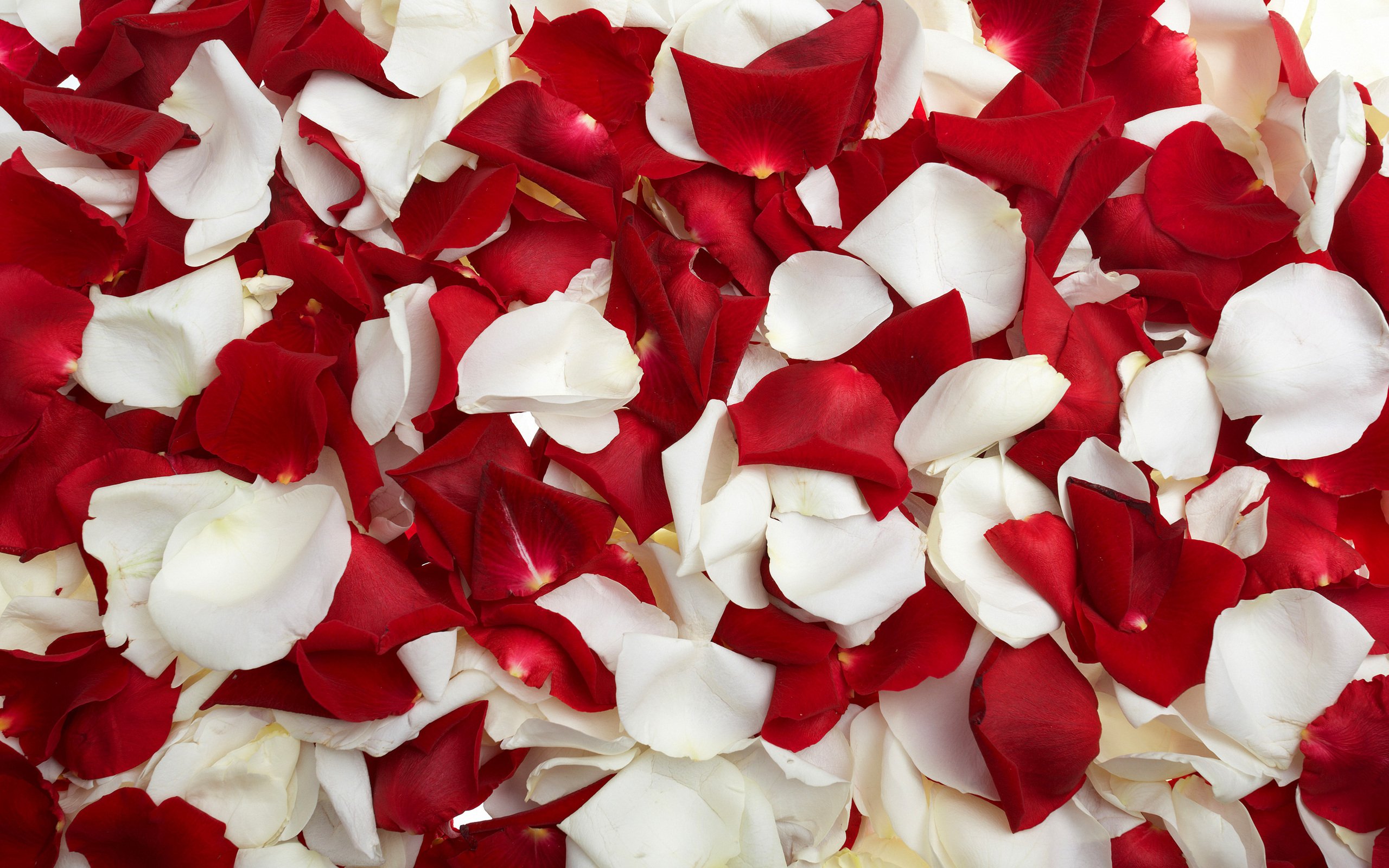 Flowers Rose Petals Wallpapers HD Pictures One HD Wallpaper
