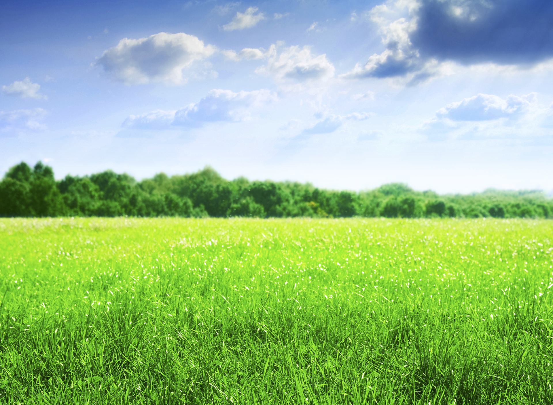 Spring Meadow HD Wallpaper Background Droid Host2post