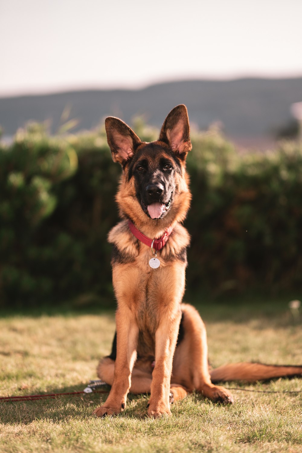 Big Dog Wallpaper