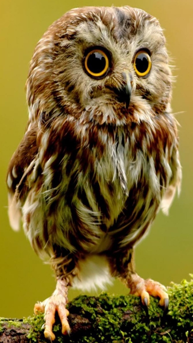 Baby Owl iPhone Wallpaper