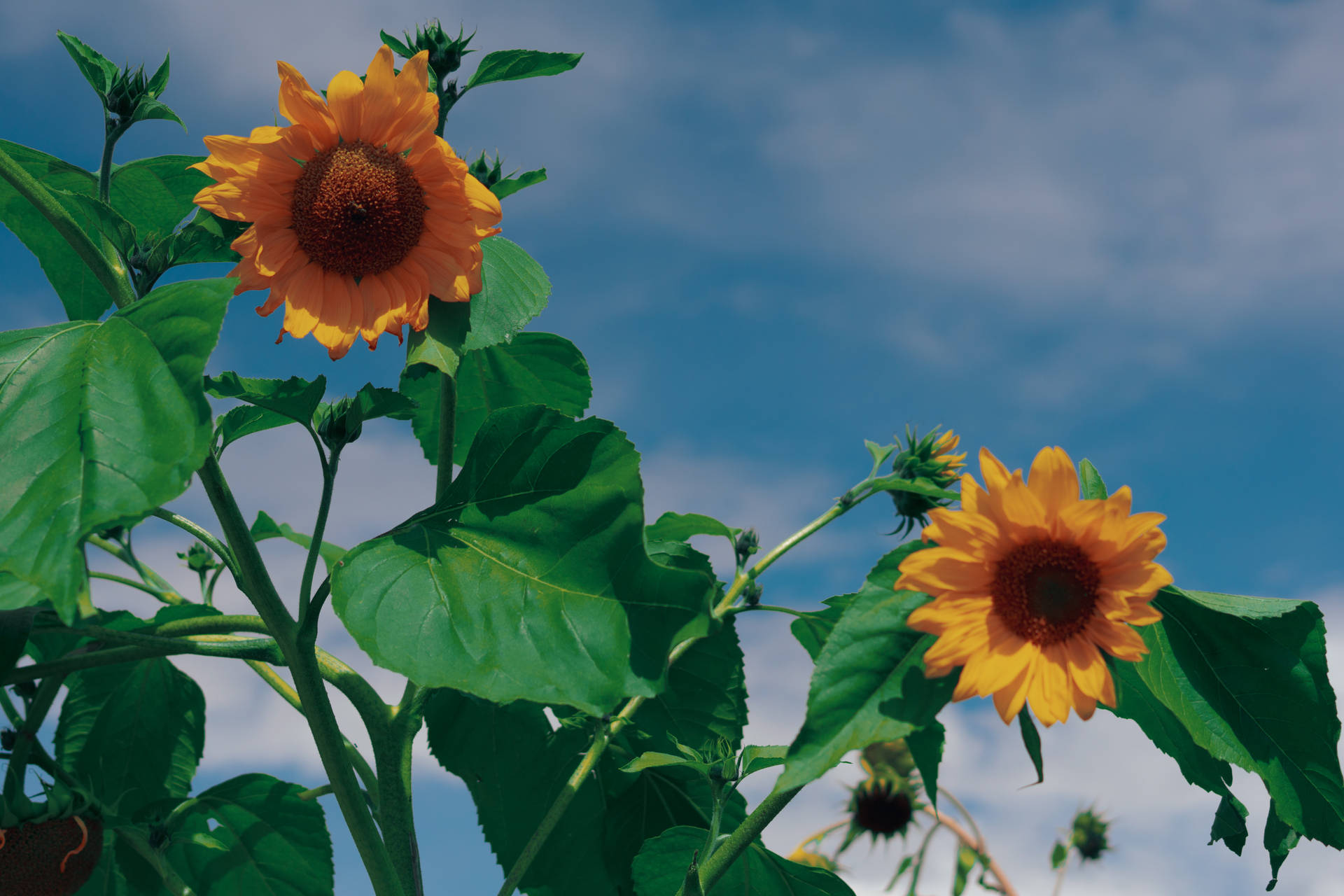 Appealing Sunflower Aesthetic Blossoms Wallpaper