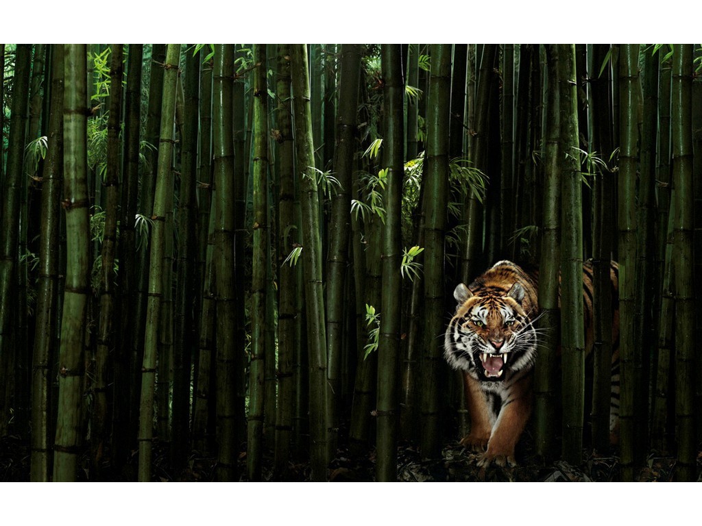 Sher Khan In Bamboo Thickets Wallpaper Animals