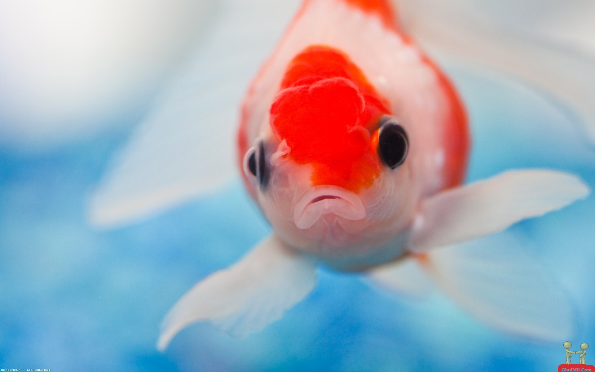 Cute Colorful Fish HD Wallpaper