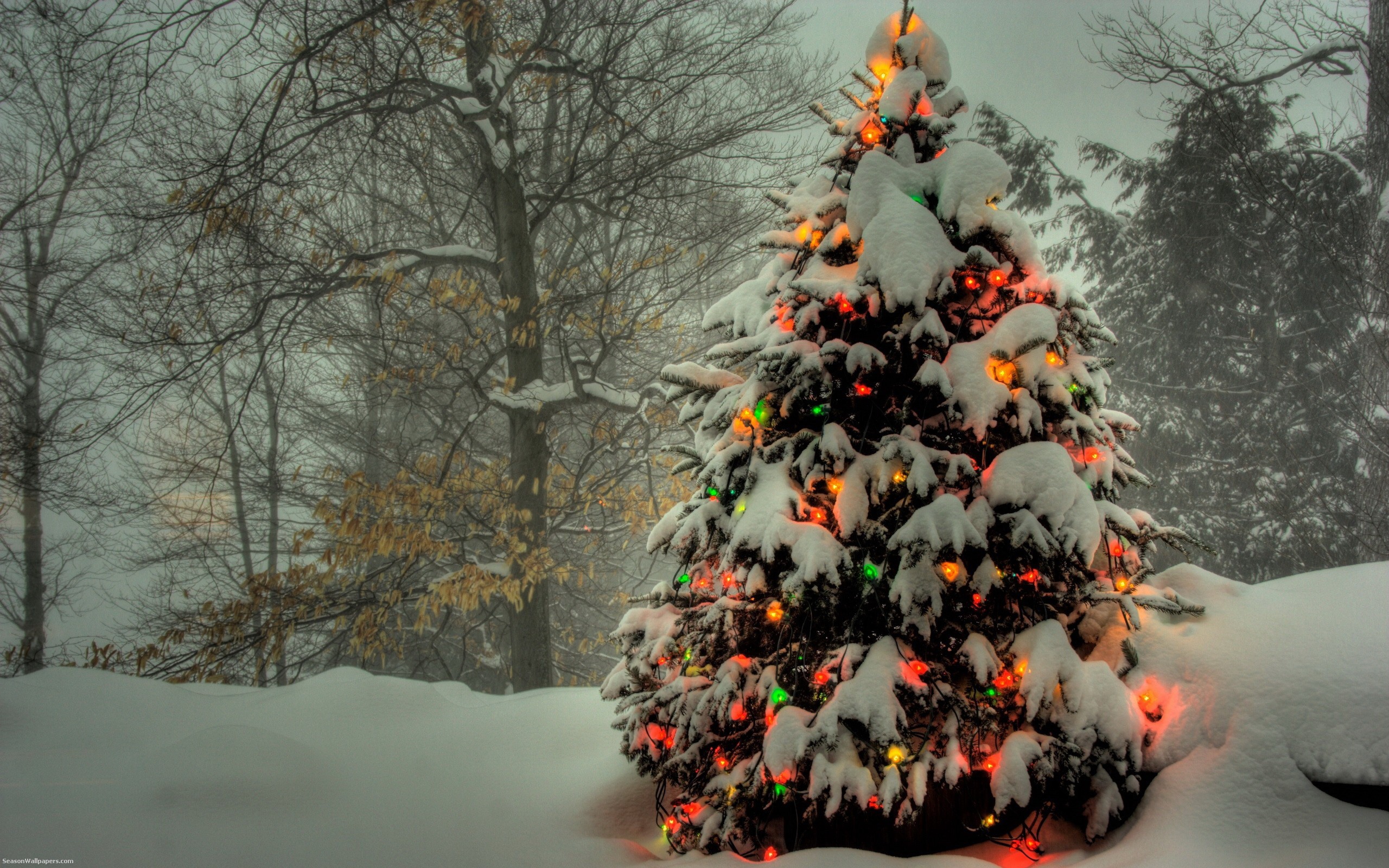 Christmas Tree HD Wallpaper