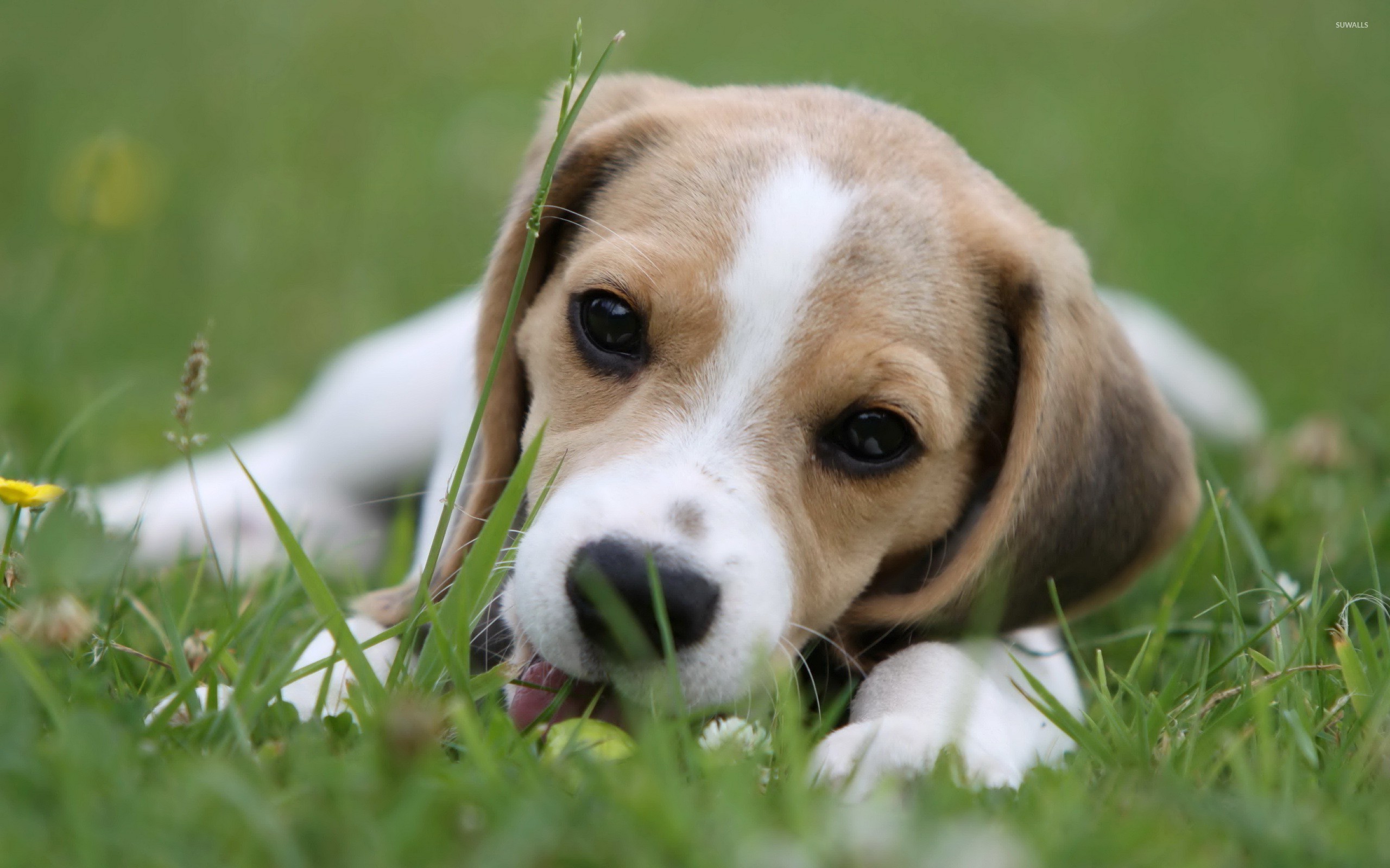 Beagle Puppy Wallpaper Animal
