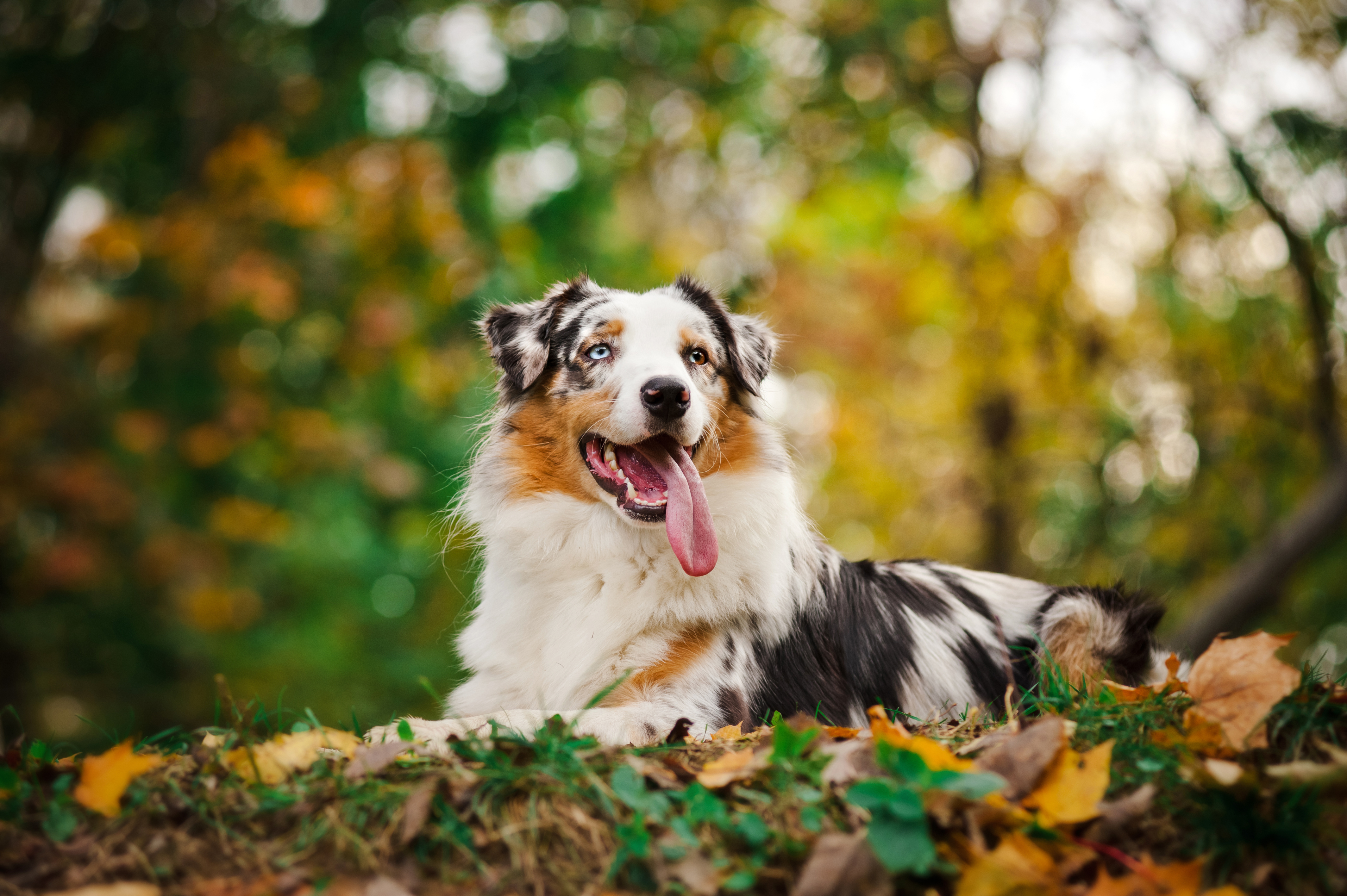 Australian Shepherd With A Long Tongue Wallpaper And Image