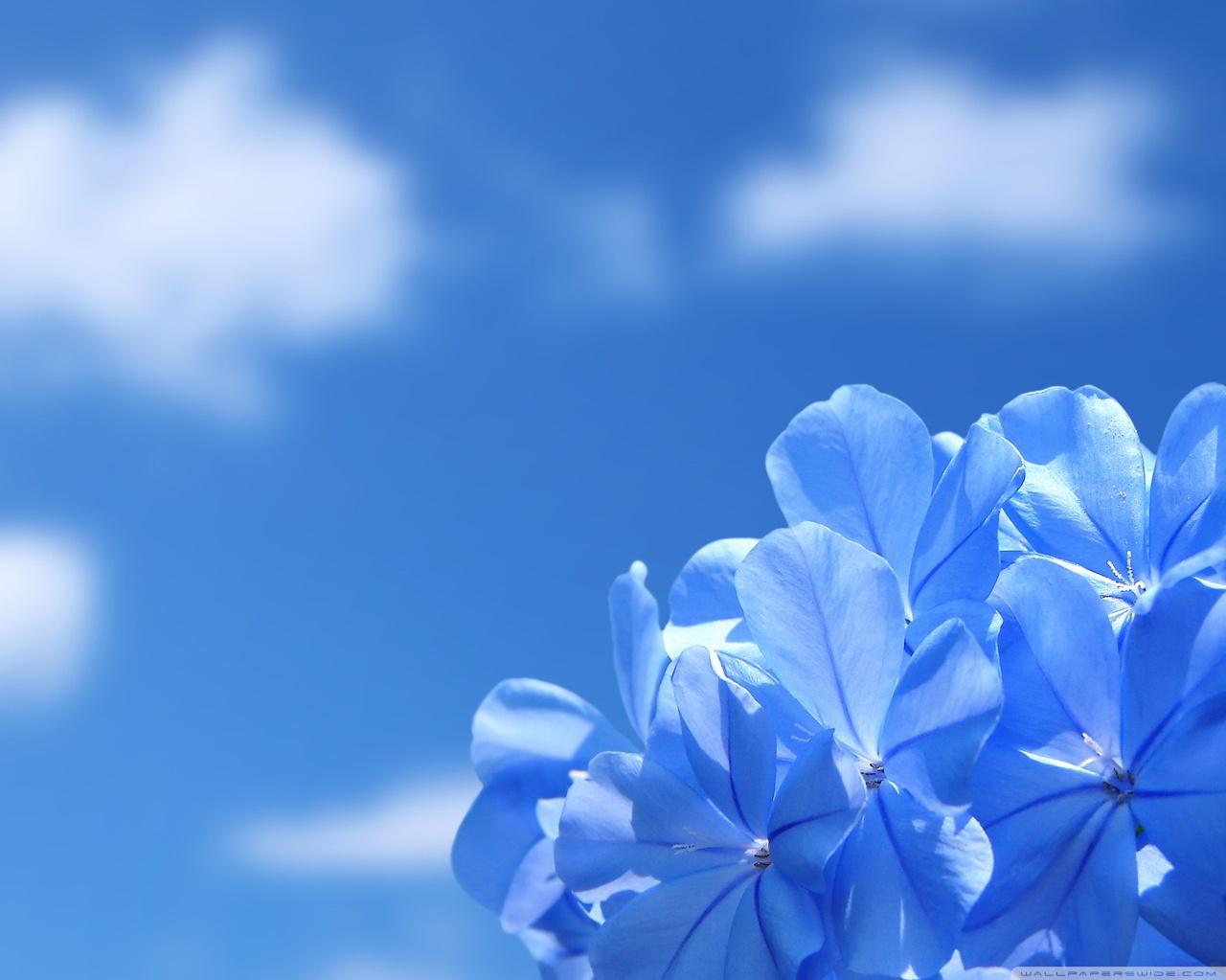 Blue Flowers Ultra HD Desktop Background Wallpaper For 4k UHD Tv
