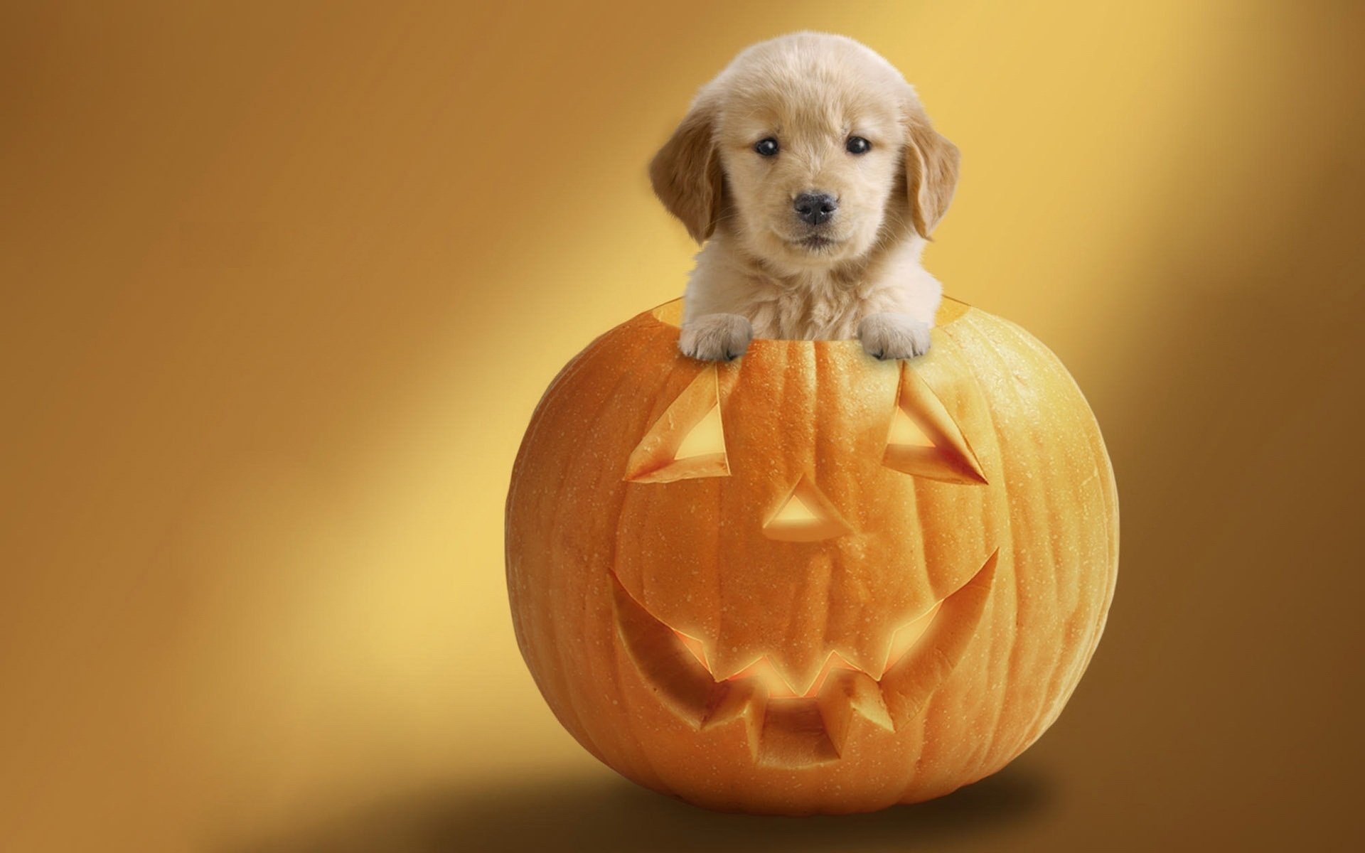 Dog in pumpkin wallpapers and images   wallpapers pictures photos 1920x1200