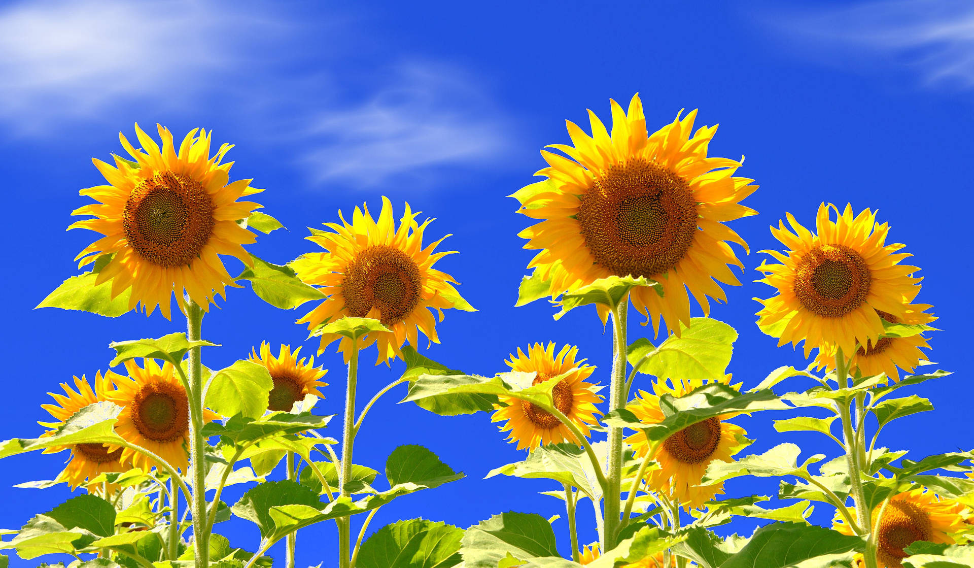 Sunflower Field Wallpaper