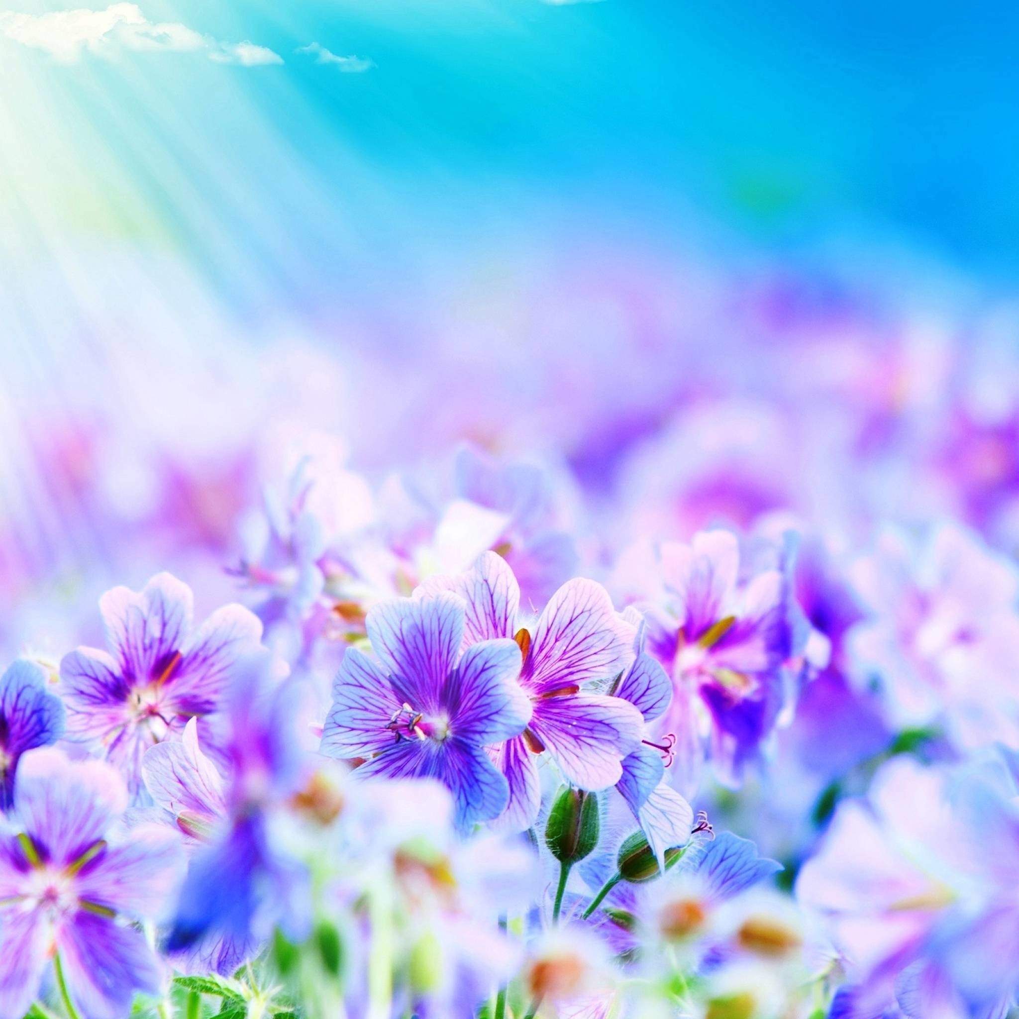 Purple Flower Wallpaper For iPhone