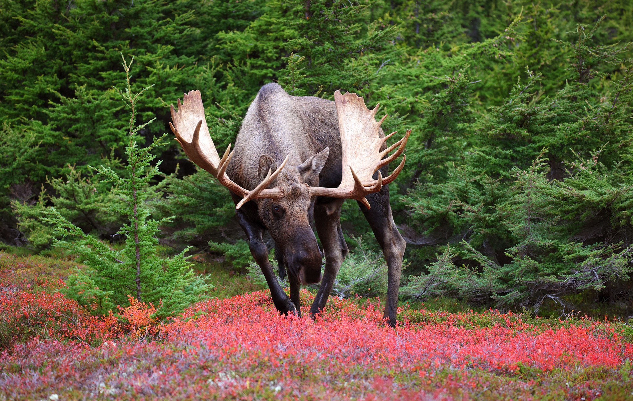 Animal Moose HD Wallpaper