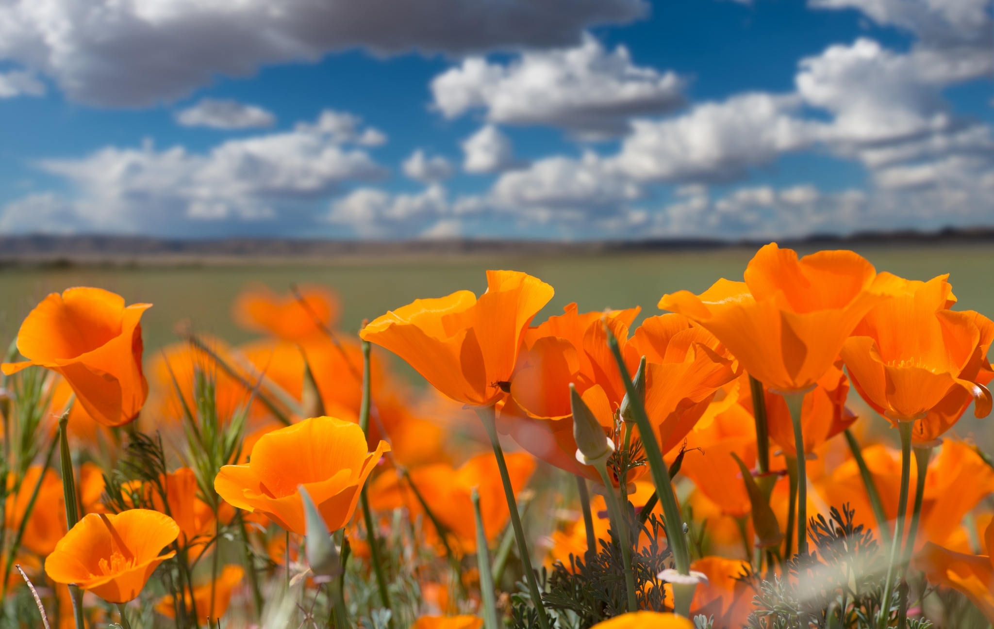 California Poppy Escholzia Sky Clouds Contrast Orange Wallpaper