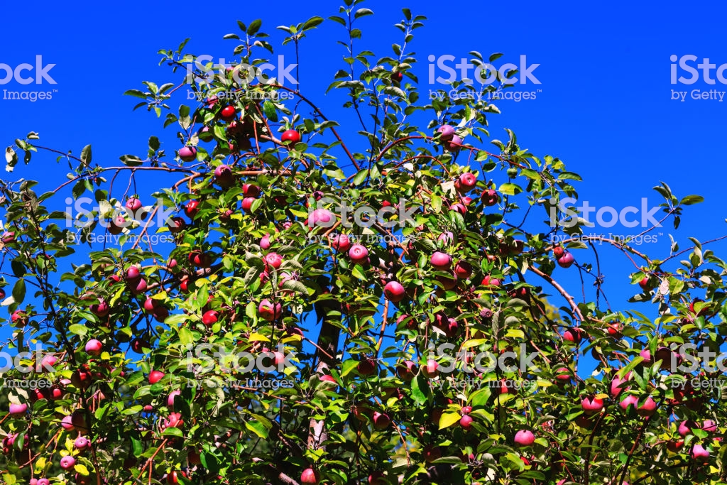 Fruitful Branches Of Apple Tree With Red Apples On Background A