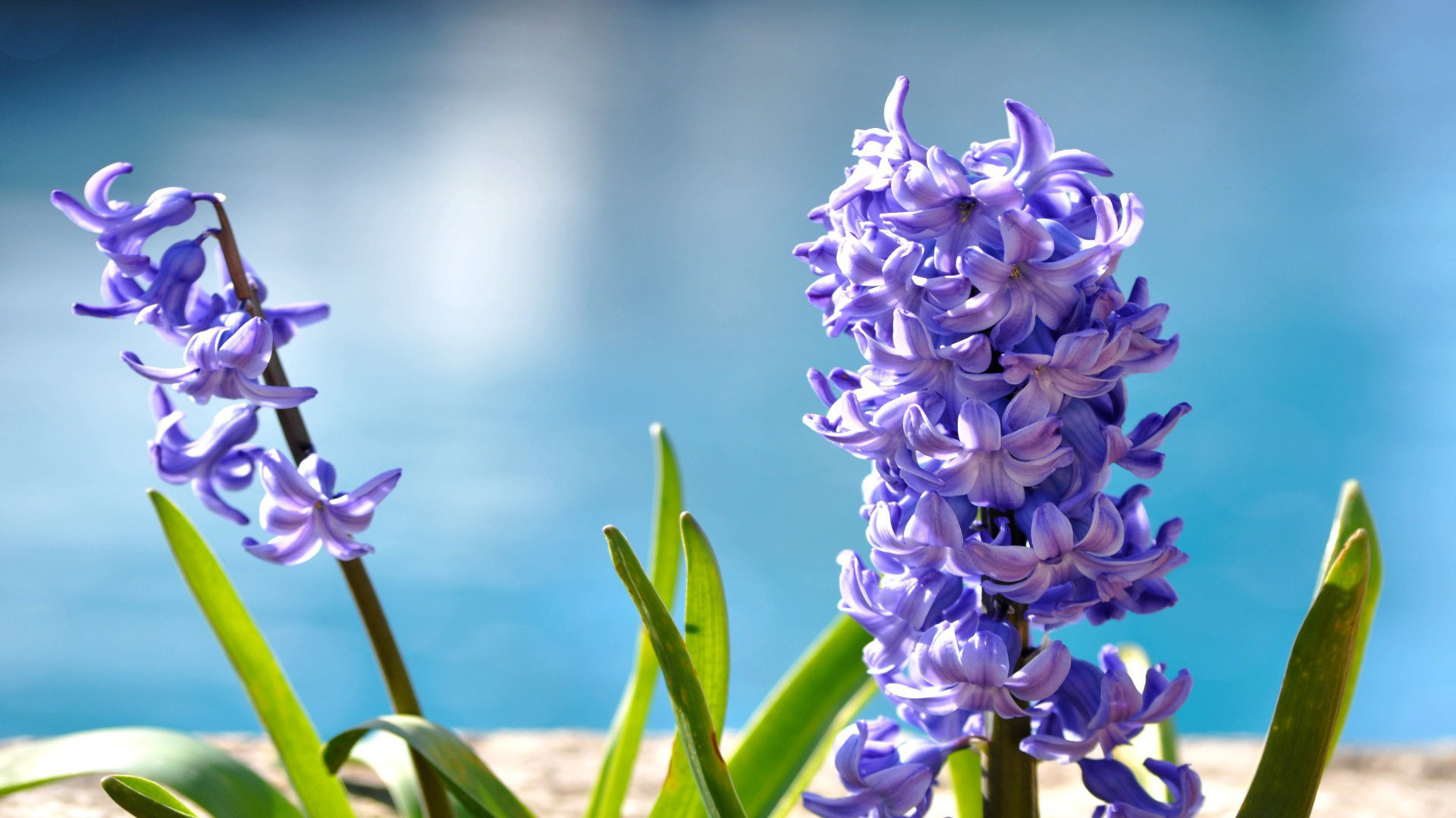 Amazing Hyacinth Wallpaper