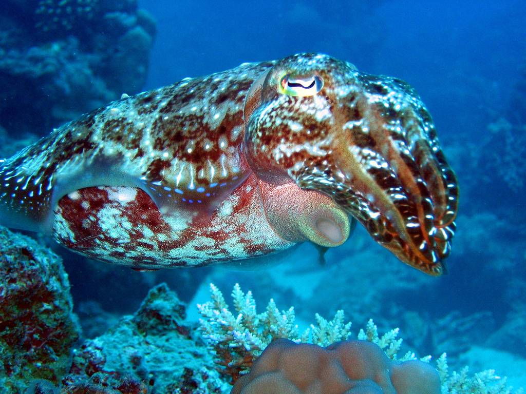 Cuttlefish Sepia Apama Tropical Fish Underwater Sea Life Wallpaper