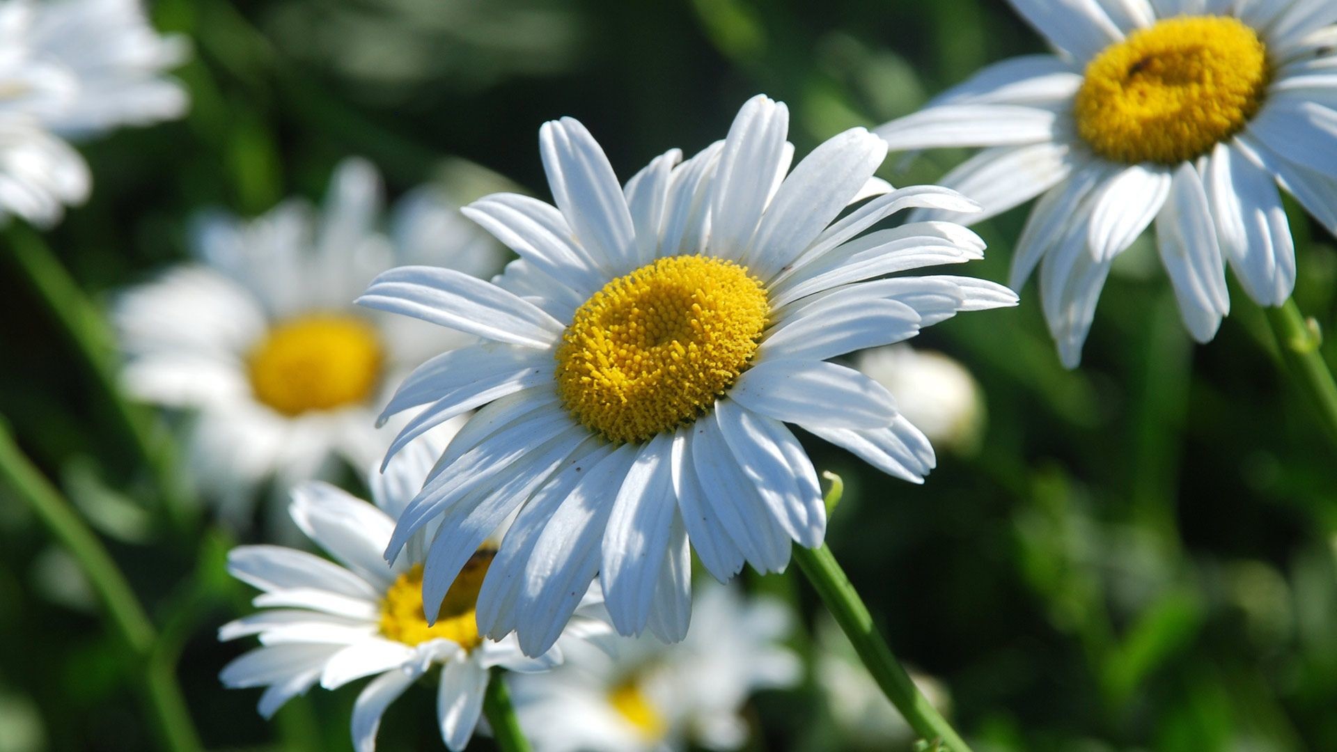 Daisy Flower Wallpaper