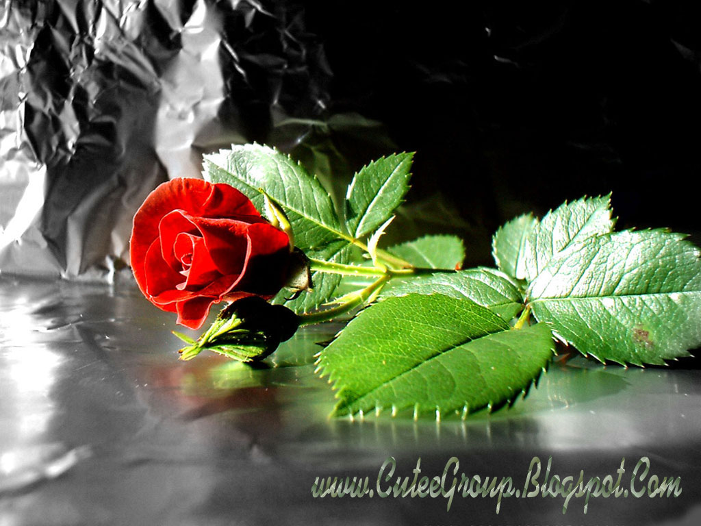Cute Roses Wallpaper The World Of Fun Cutee Group