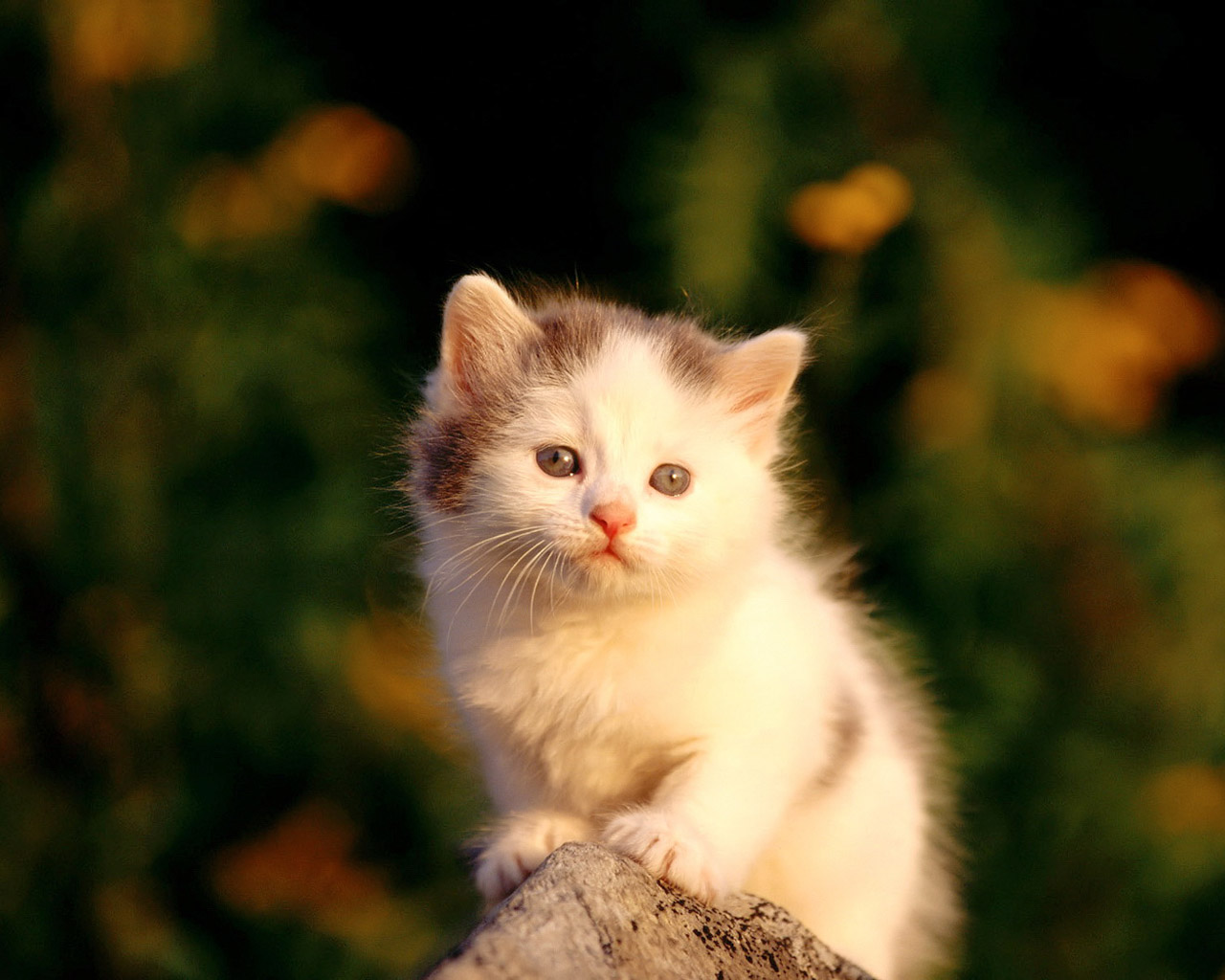 Fascinating Articles And Cool Stuff Cute Kittens Wallpaper