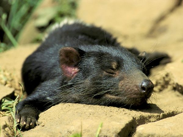 Tasmanian Devil Pictures Animal Wallpaper National Geographic